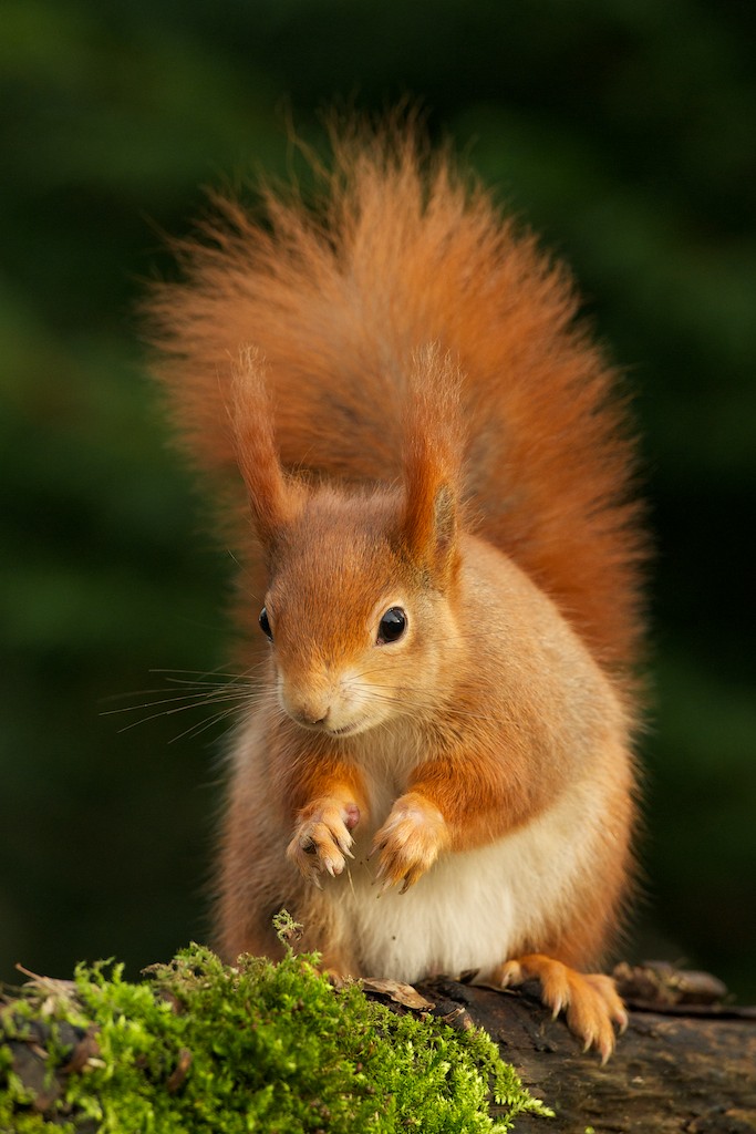 _MPB8967 - British Red Squirrel